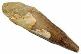 Fossil Spinosaurus Tooth - Real Dinosaur Tooth #268180-1